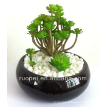 Mini plantas suculentas bonsai vivas